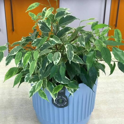 Indoor plant ficus Kinki
