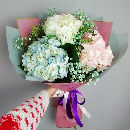 Hydrangea
