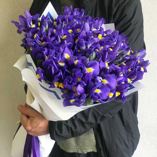 41 iris