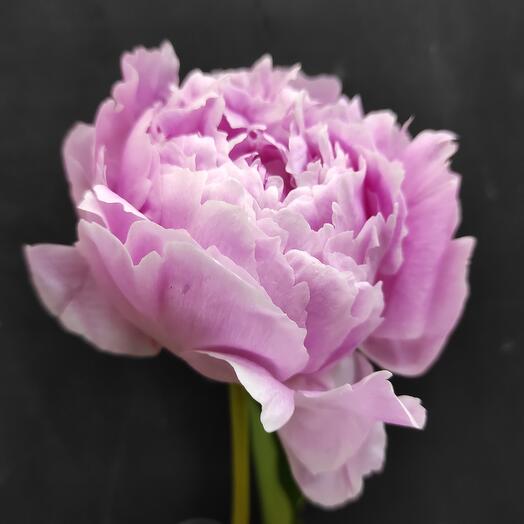 Peony Sarah Bernhardt