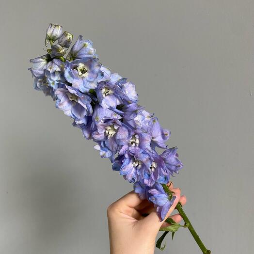 Delphinium