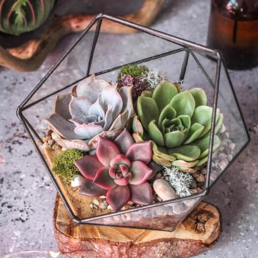Icosahedron "Coffee in the forest" - 220
