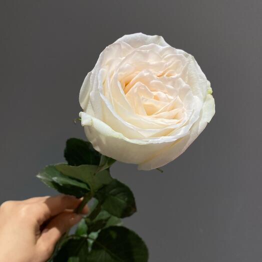 Peony-shaped fragrant rose Wite O'hara