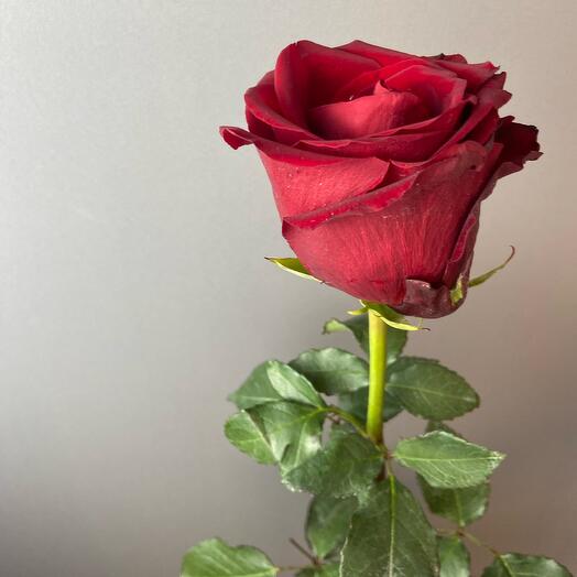 Rosa roja Ecuador