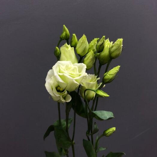 Eustoma Mix