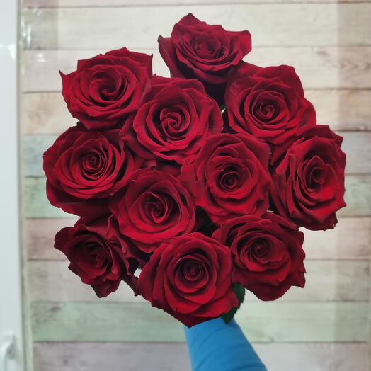 11 rosas Explorer