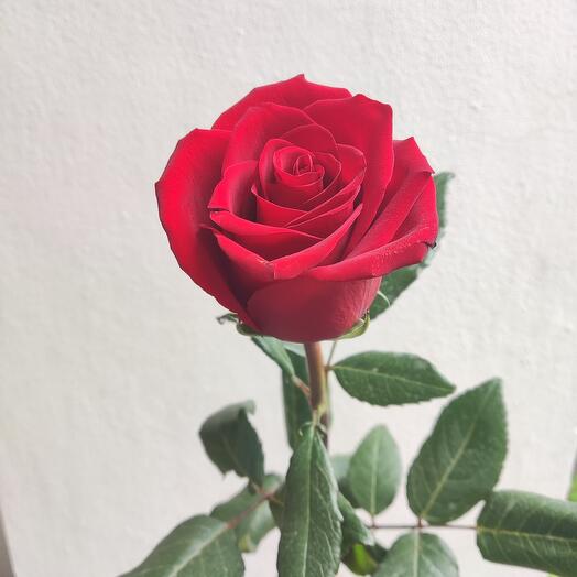 Red Rose Ecuador