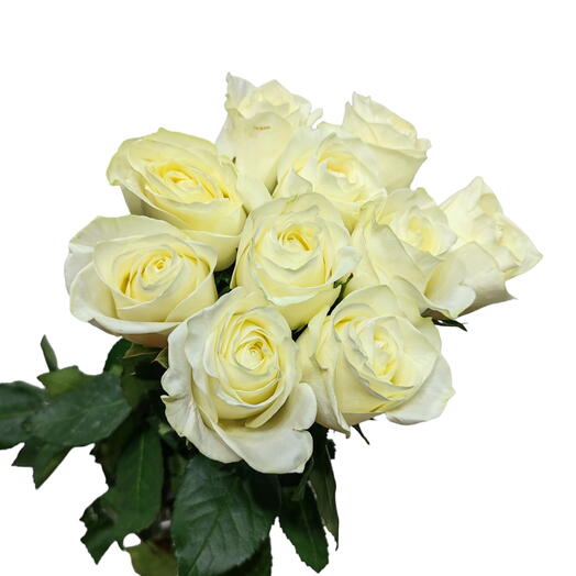White roses