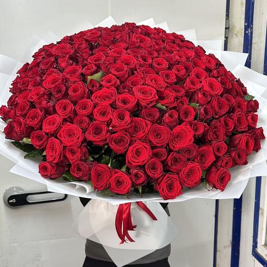 101 красная Роза 🌹