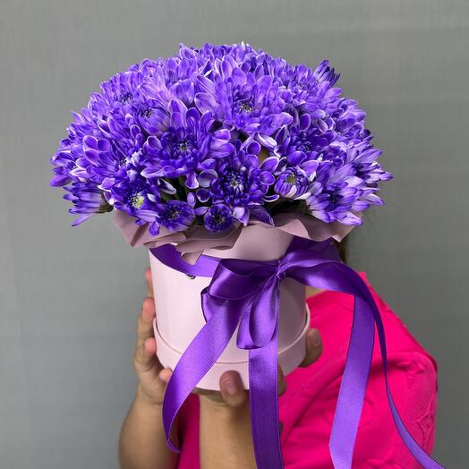 Хризантема фиолетовая в коробке