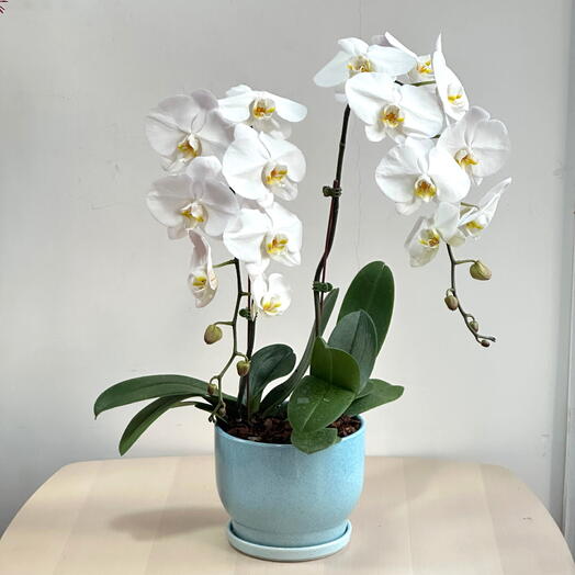 2 Stems White Phalaenopsis Orchid Plant