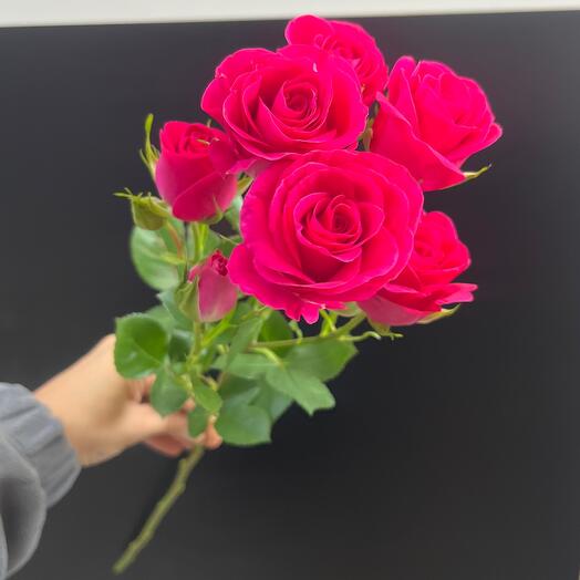 Роза кустовая 💕