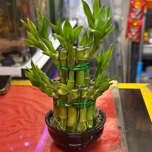 Lucky Bamboo 2step (small)