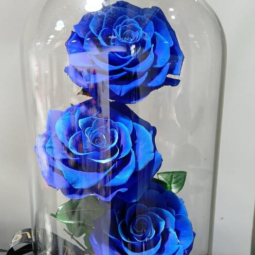 3 Forever rose blue