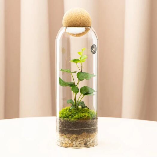 Экосистема в бутылке Bottle 8 с плющом