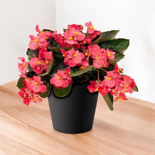 Begonia Benariensis Plant (Flower Begonia, Sugar Flower, or Begonia)