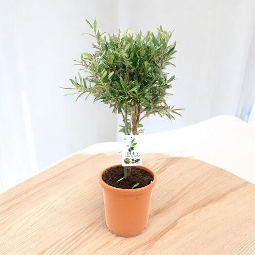 Tree Olea Europaea – Olive