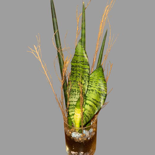 Arreglo de suculentas