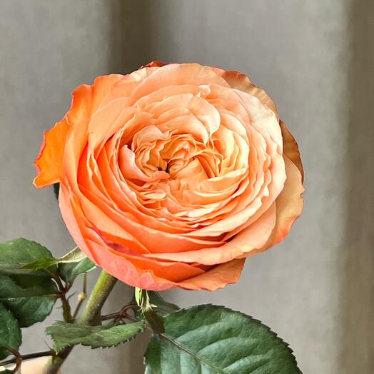 🧡Пионовидная роза Кахала KAHALA оранжевая. Цветы в подарок маме, жене, любимой девушке, женщине, дочке на праздник