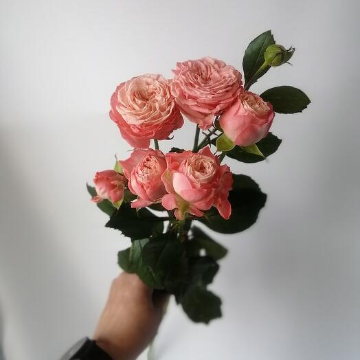 Кустовая пионовидная роза