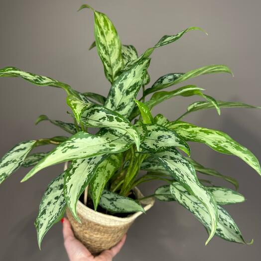 Аглаонема Сильвер Квин в плетеной корзине