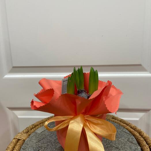 Гиацинт  горшечный