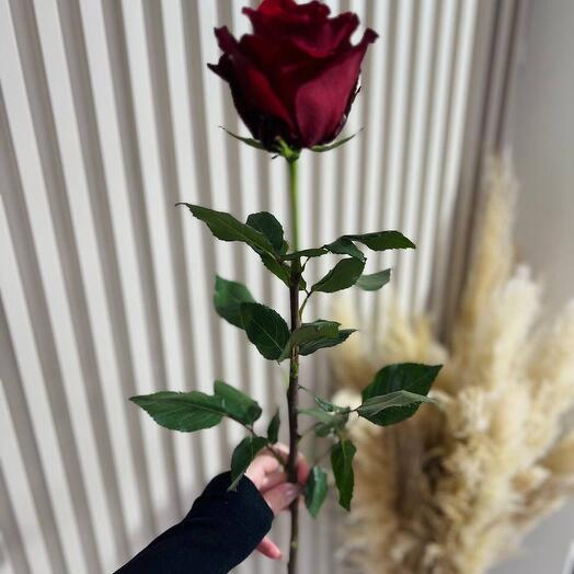 Роза бардовая