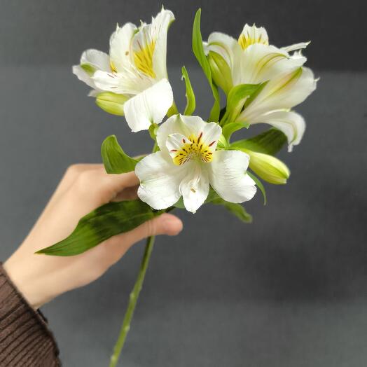 Альстромерия белая