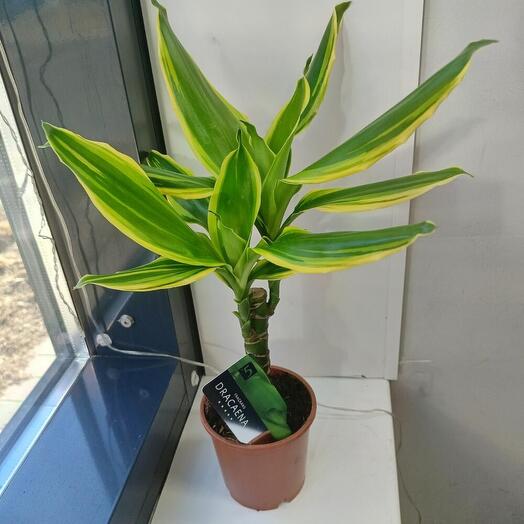 Dracaena planta de Interior