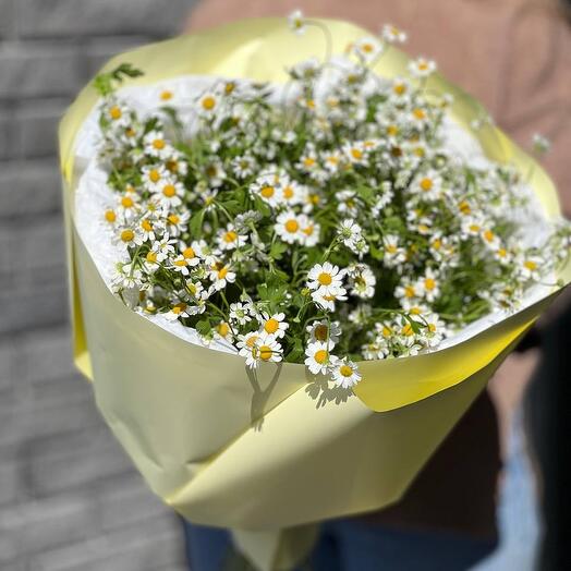 Букет из 9 кустовых ромашек в дизайнерской упаковке