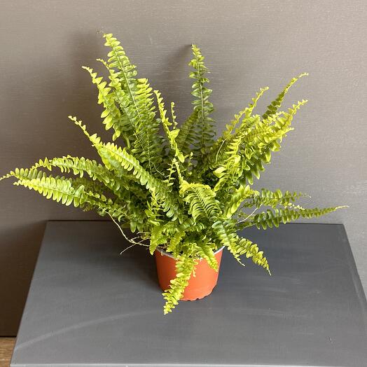 Папоротник