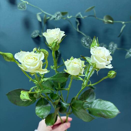 Роза кустовая Сноуфлейк