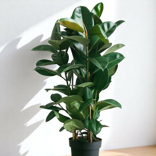 Rubber plant