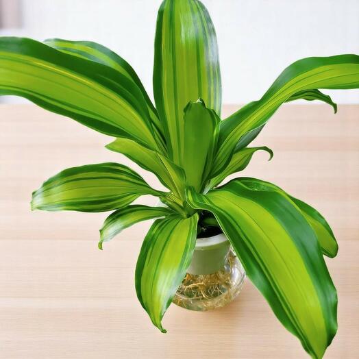 Dracaena Plant
