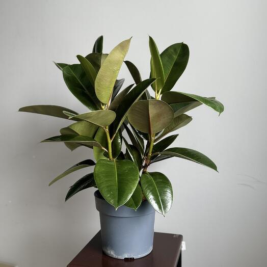 Фикус микс эластика