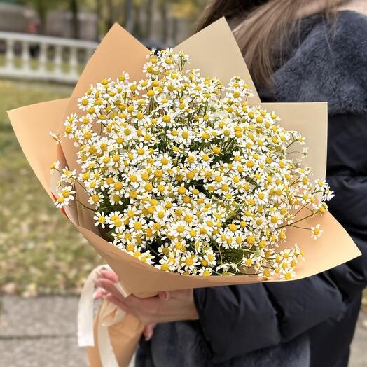 Ромашка матрикария