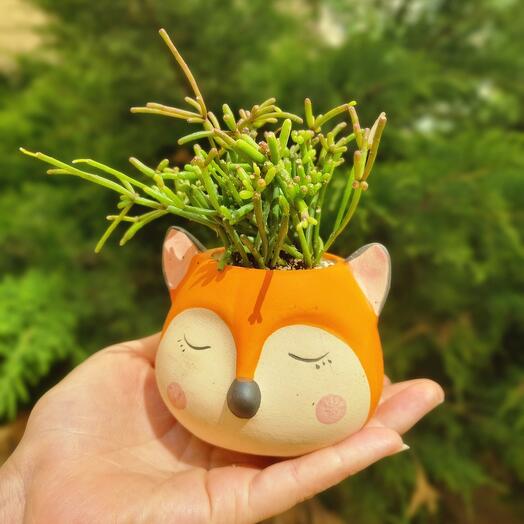 Planter fox with crassula