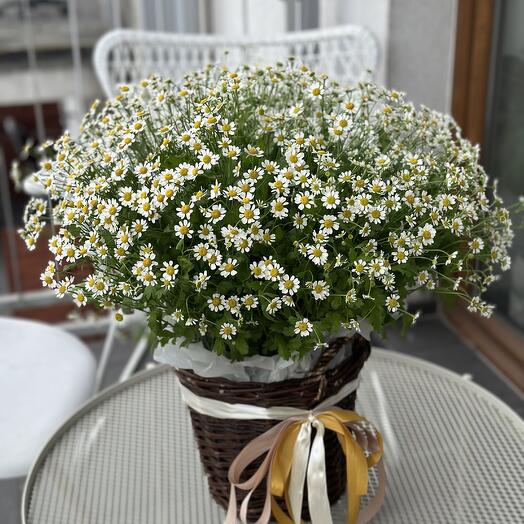 Çobanyastığı səbəti