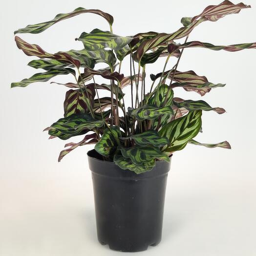 Калатея Макояна, D-12