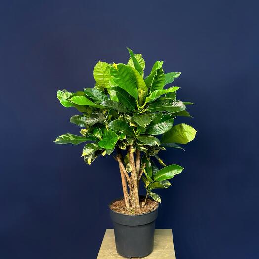 Кротон варьергатный