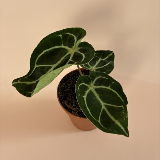 Антуриум редкий Сильвер