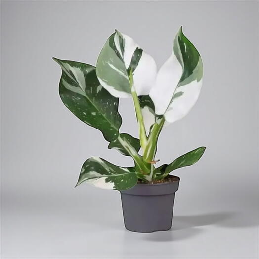 Philodendron ‘White Wizard