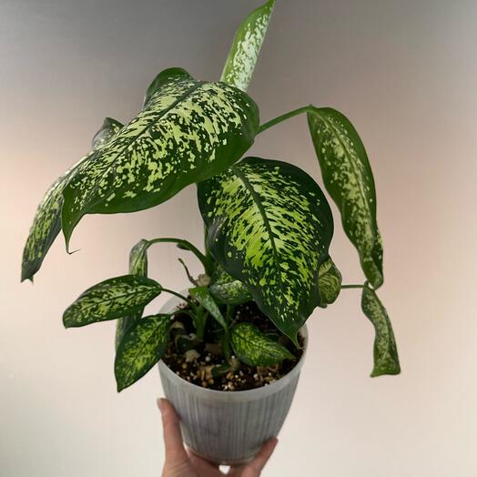 Диффенбахия в белом кашпо