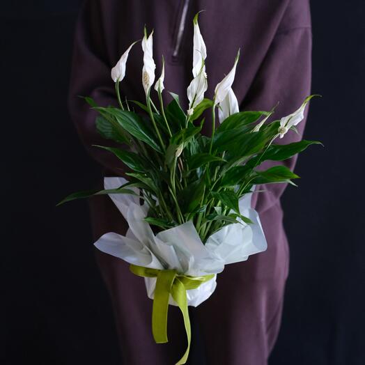 Спатифиллум Белини