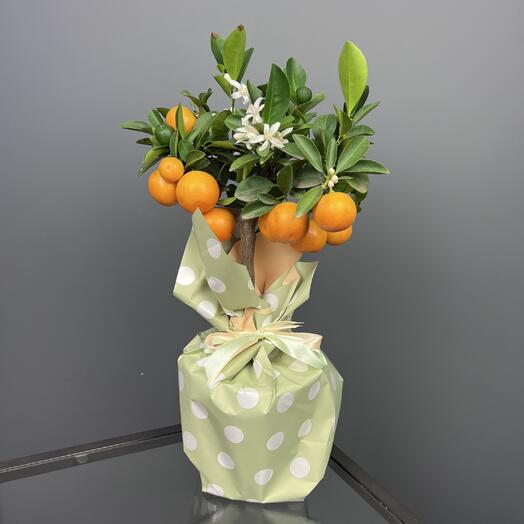 Каламондин мандарин в горшке в подарочной упаковке, 40см
