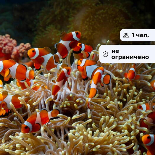 Прикосновение к океану. Посещение океанариума