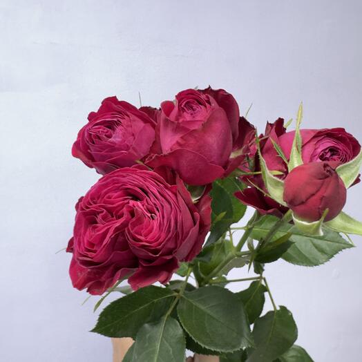 Дима бомбастик