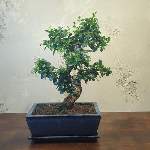 Дерево Бонсай Кармона 15 лет
