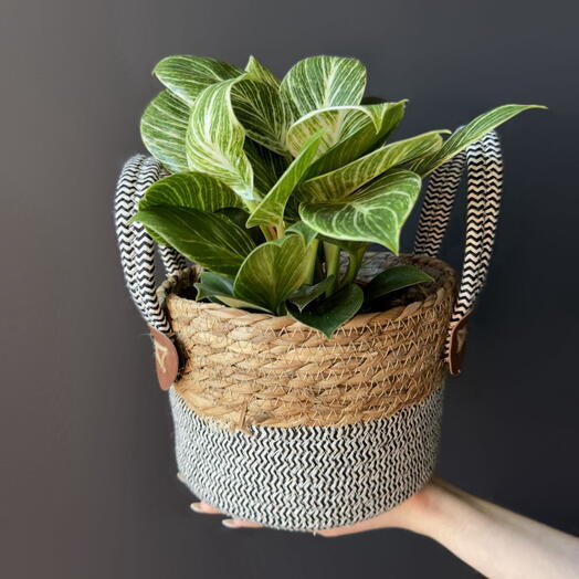 Корзина плетенная XS