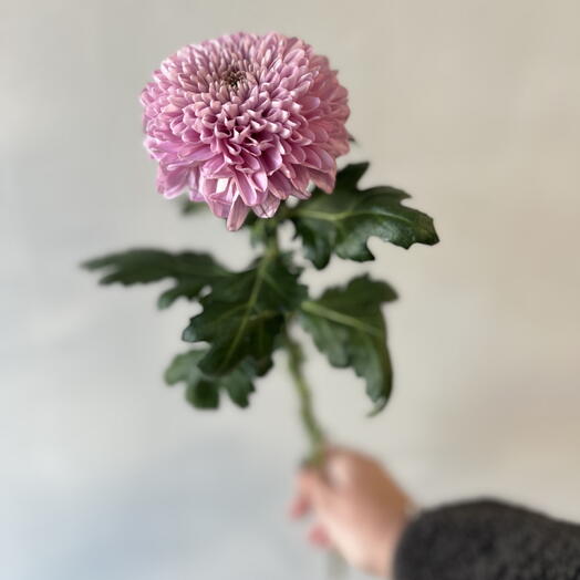 Хризантема Ваня Розовая